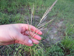 Saccharum brevibarbe