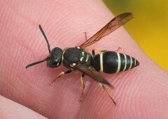 Ancistrocerus catskill