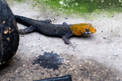 Gonatodes albogularis