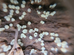 Helicogloea compressa