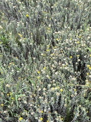 Heterotheca canescens