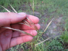 Saccharum brevibarbe