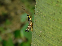 Melanoplinae