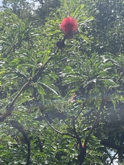 Calliandra haematocephala
