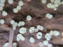 Helicogloea compressa
