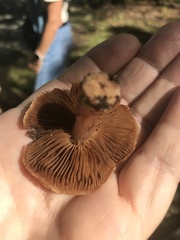 Cortinarius armillatus