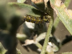 Uresiphita reversalis