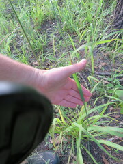 Saccharum brevibarbe