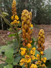 Senna alata