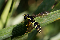 Xanthogramma pedissequum