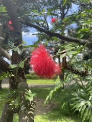 Calliandra haematocephala