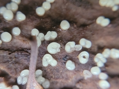 Helicogloea compressa