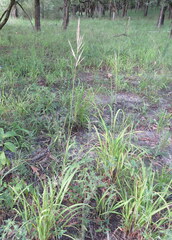 Saccharum brevibarbe