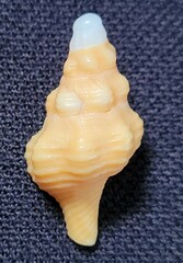 Triplofusus giganteus