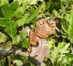 Disholcaspis spongiosa