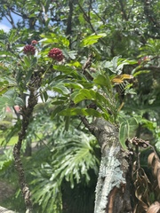 Calliandra haematocephala