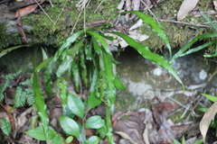 Polypodiaceae