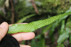 Polypodiaceae
