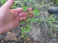 Crataegus marshallii