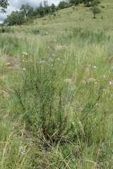 Jamesbrittenia macrantha