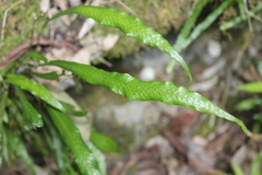 Polypodiaceae