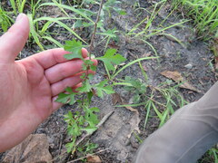 Crataegus marshallii