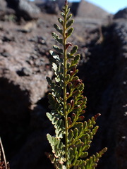 Asplenium adiantum-nigrum