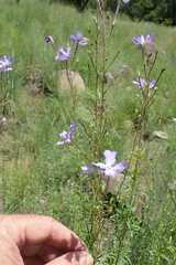 Jamesbrittenia macrantha