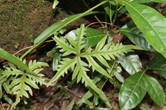 Doryopteris pedata