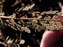 Asplenium adiantum-nigrum