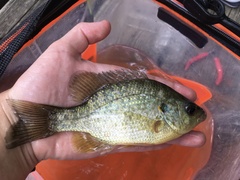 Lepomis microlophus