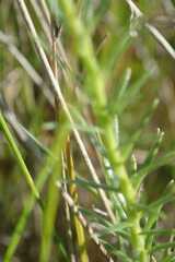 Jamesbrittenia macrantha