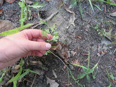 Crataegus marshallii