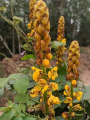 Senna alata