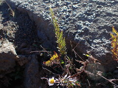 Asplenium adiantum-nigrum