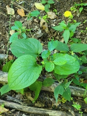 Smilax ecirrhata