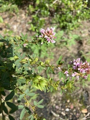 Lespedeza virginica