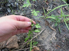 Crataegus marshallii
