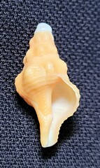 Triplofusus giganteus