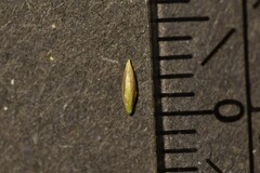 Digitaria ciliaris