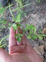 Crataegus marshallii