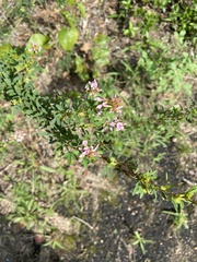 Lespedeza virginica