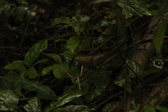 Cyanocompsa parellina