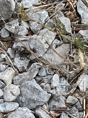 Allonemobius fasciatus