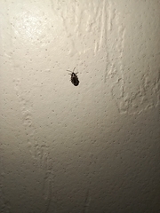 Phyllotreta striolata