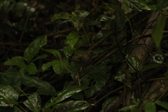 Cyanocompsa parellina