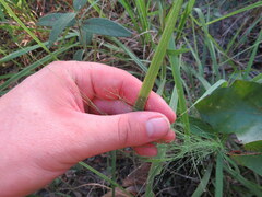 Eragrostis spectabilis