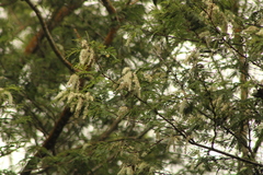 Prosopis laevigata