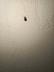 Phyllotreta striolata