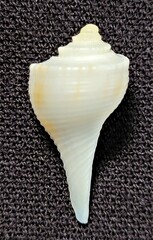 Fulguropsis spirata
